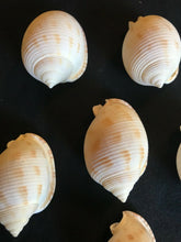 Load image into Gallery viewer, Small Spotted Sea Snails Shells (set of 6)