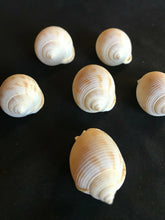 Load image into Gallery viewer, Small Spotted Sea Snails Shells (set of 6)