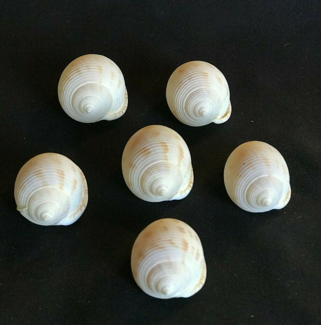 Small Spotted Sea Snails Shells (set of 6)