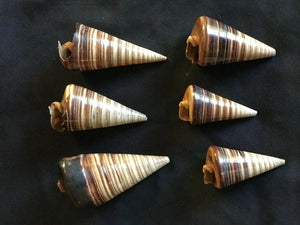 Conical Brown to Beige Sea Shells