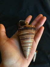 Load image into Gallery viewer, Conical Brown to Beige Sea Shells