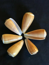 Load image into Gallery viewer, Oblong ribbed and striped shells (set of 6)