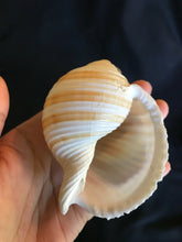 Load image into Gallery viewer, Large Striped Sea Shells