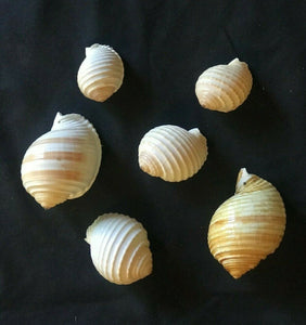 Large Striped Sea Shells