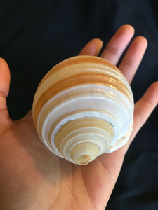Large Striped Sea Shells