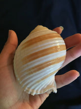 Load image into Gallery viewer, Large Striped Sea Shells